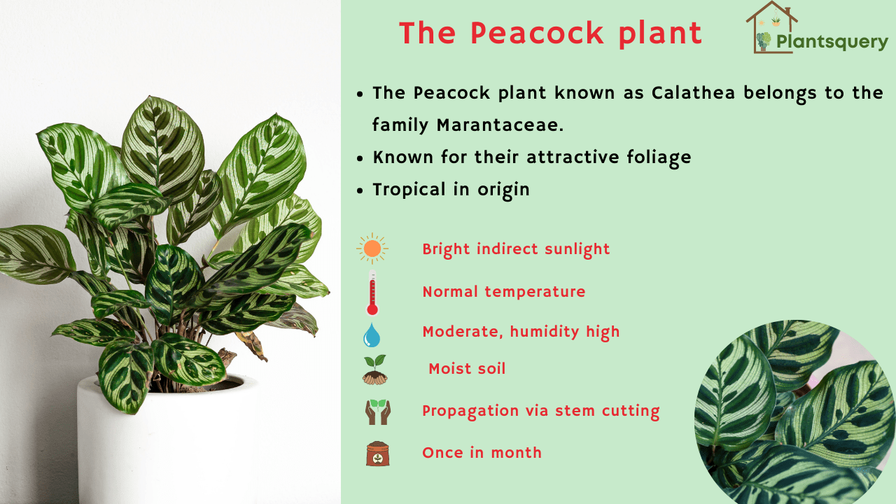 Peacock Plant Care: Know About Calathea - Know All About Plants