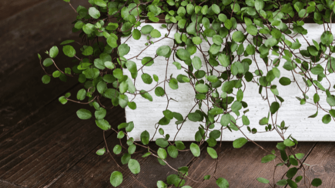 Maidenhair vine (Muehlenbeckia complexa) care and propagation - Your ...